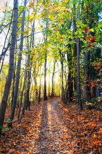 Footpath amidst trees in forest during autumn