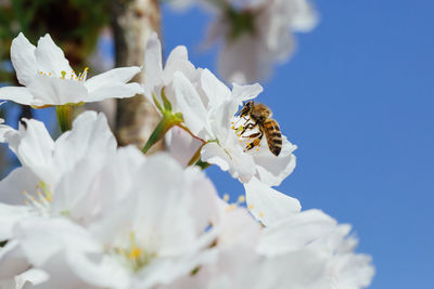 Bee pollinating white cherry tree flowers.