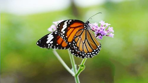 Close-up of butterfly pollinating on flower