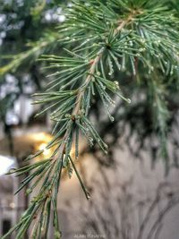 Close-up of wet pine tree