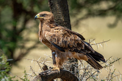 Close-up of eagle perching on branch