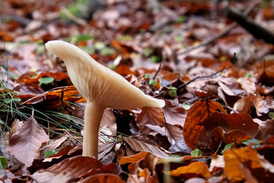 Close-up of mushroom on fallen maple leaves