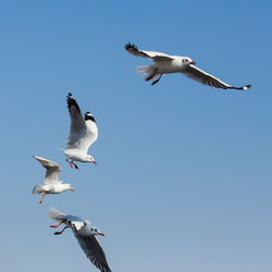 Low angle view of seagulls flying