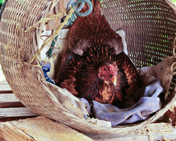Close-up of hen in wicker basket