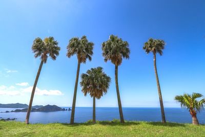 Palm trees by sea against sky