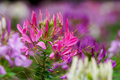 Close-up of pink flowering plant