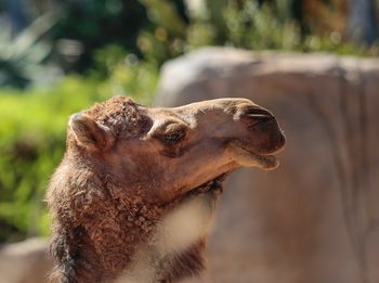 Close-up of an animal looking away