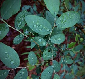 Close-up of wet plant leaves during rainy season