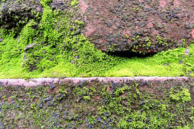 Full frame shot of moss covered rock