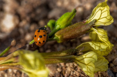 Close-up of ladybug on plant