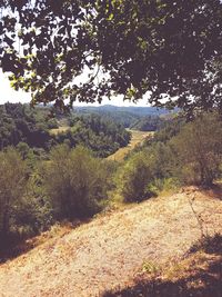 Trees in forest