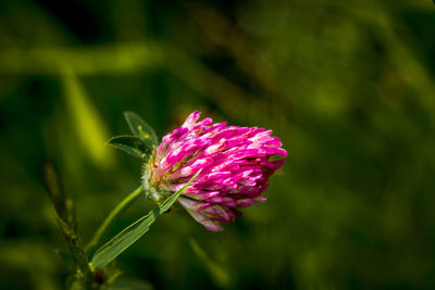 Close-up of pink flowering plant