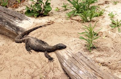 Close-up of lizard on sand