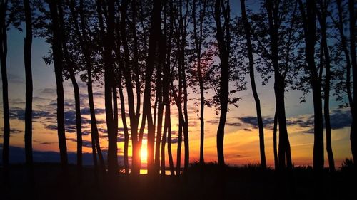 Sun shining through trees