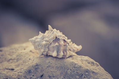 Close-up of seashell on rock