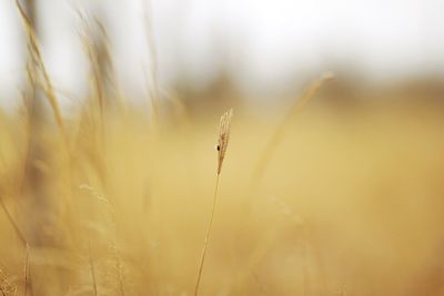 Close-up of wheat plant