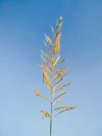 Close-up of plant against clear blue sky