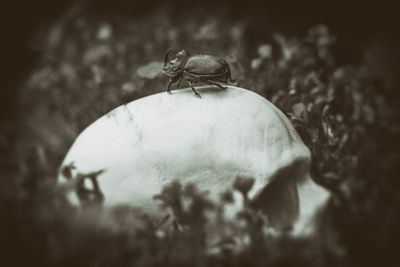 Close-up of snail on land