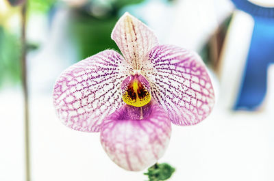 Close-up of butterfly pollinating on pink flower
