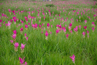 Pink flowers on field