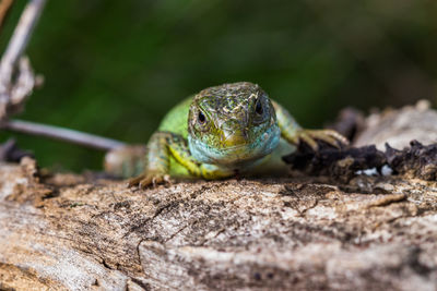 Portrait of lizard on wood