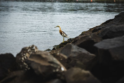 Seagull perching on rock