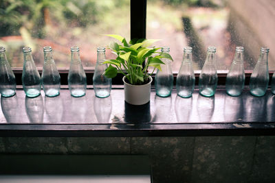 High angle view of potted plant with glass bottles arranged on window sill