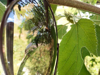 Close-up of fresh green leaves