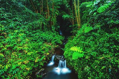 Scenic view of forest