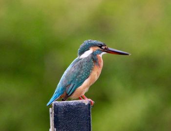 Kingfisher perching on metal