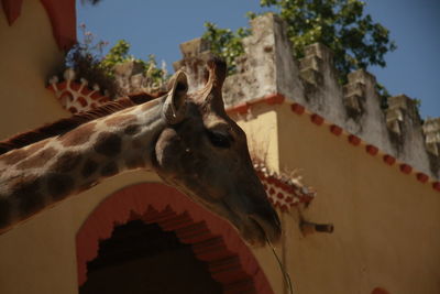 Low angle view of horse against sky