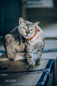 Cat looking away
