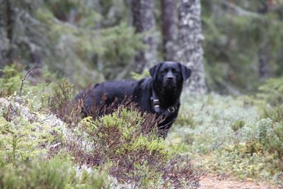 Dog in a forest