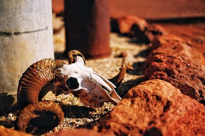 Close-up of animal skull