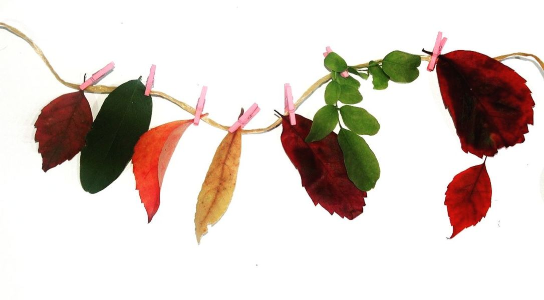 CLOSE-UP OF AUTUMN LEAVES