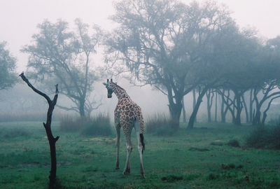 Horse standing on field against trees