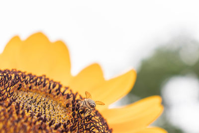 Close-up of insect on yellow flower