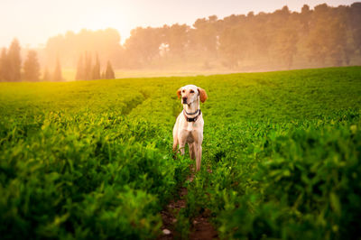 Dog in a field