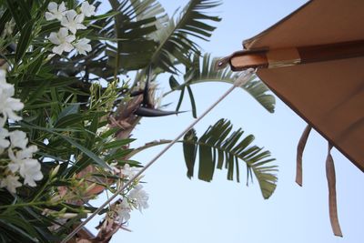 Low angle view of palm tree against sky