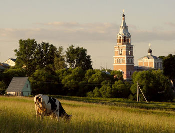 Horses in a building
