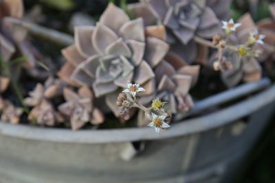 Close-up of white flowers