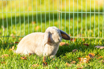 Young rabbits on the grass in nature in sunshine