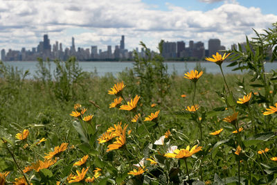 Close-up of yellow flowers blooming in city