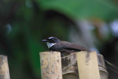 Close-up of bird perching on wooden post