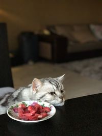 Close-up of cat relaxing at home