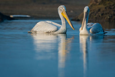 Birds swimming in lake