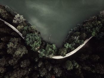 Low angle view of trees in forest against sky