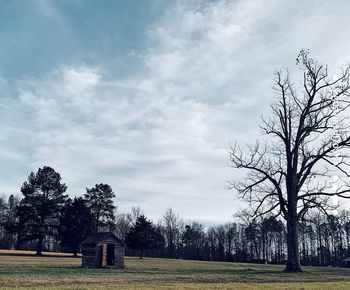 Trees on field against sky