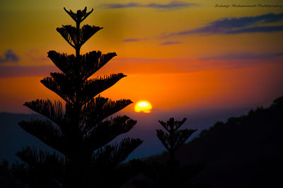 Silhouette tree against sky during sunset