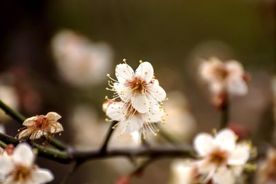 Close-up of white flowers blooming on tree